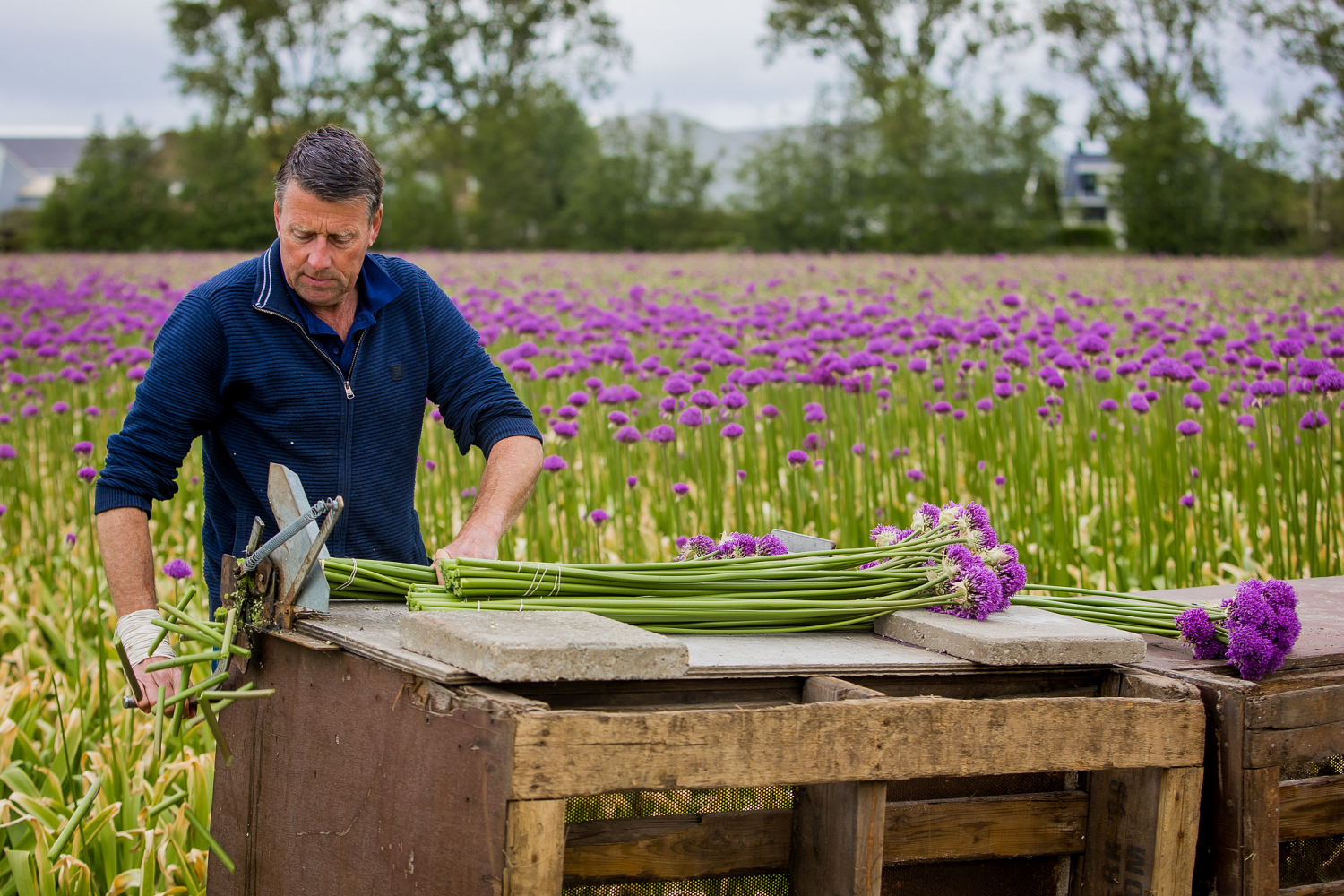 Bollenstreek In Bedrijf