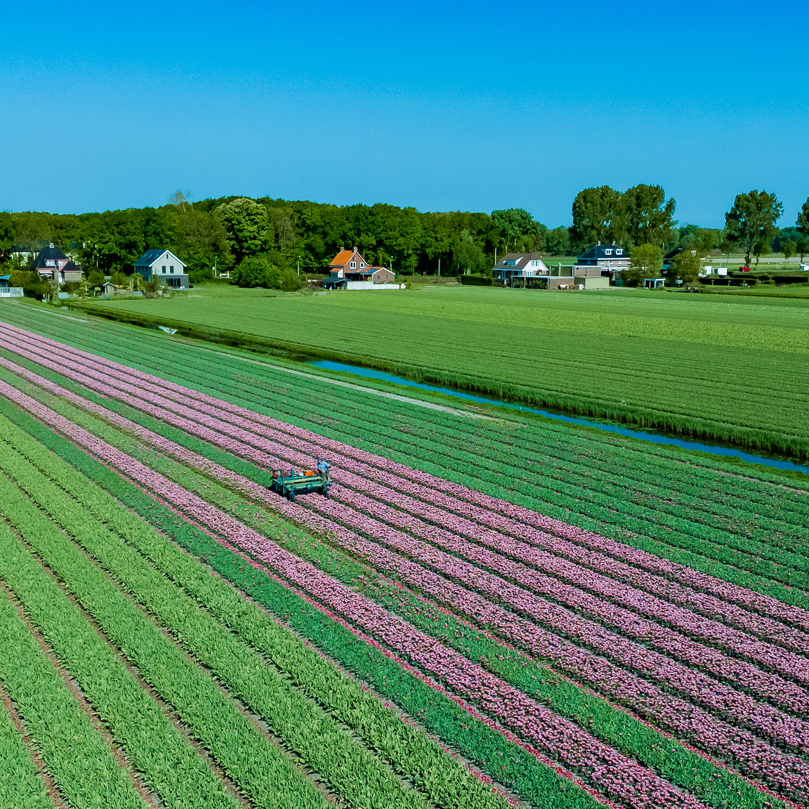 Bollenstreek In Bedrijf