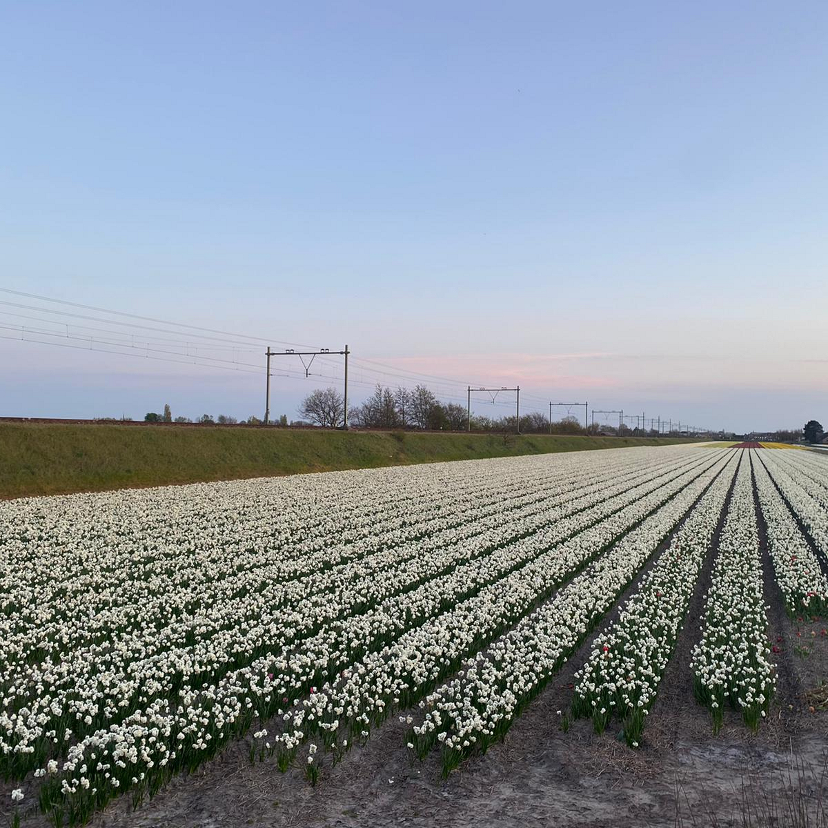 Bollenstreek In Bedrijf