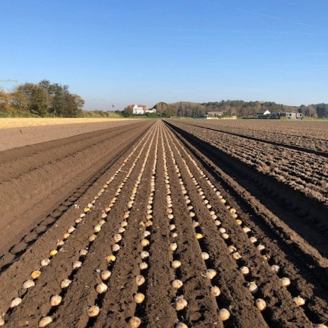 Bollenstreek In Bedrijf