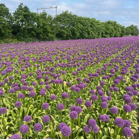 Bollenstreek In Bedrijf