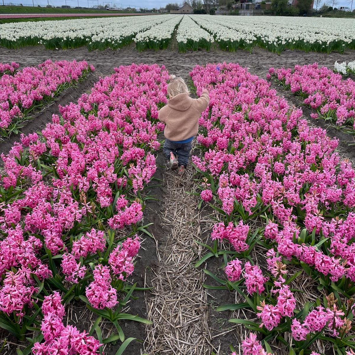 Bollenstreek In Bedrijf