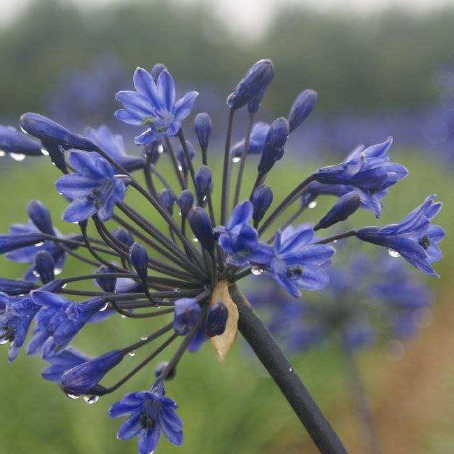 Bollenstreek In Bedrijf