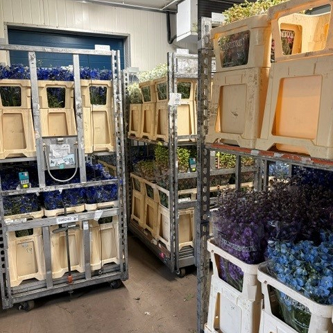 Bollenstreek In Bedrijf