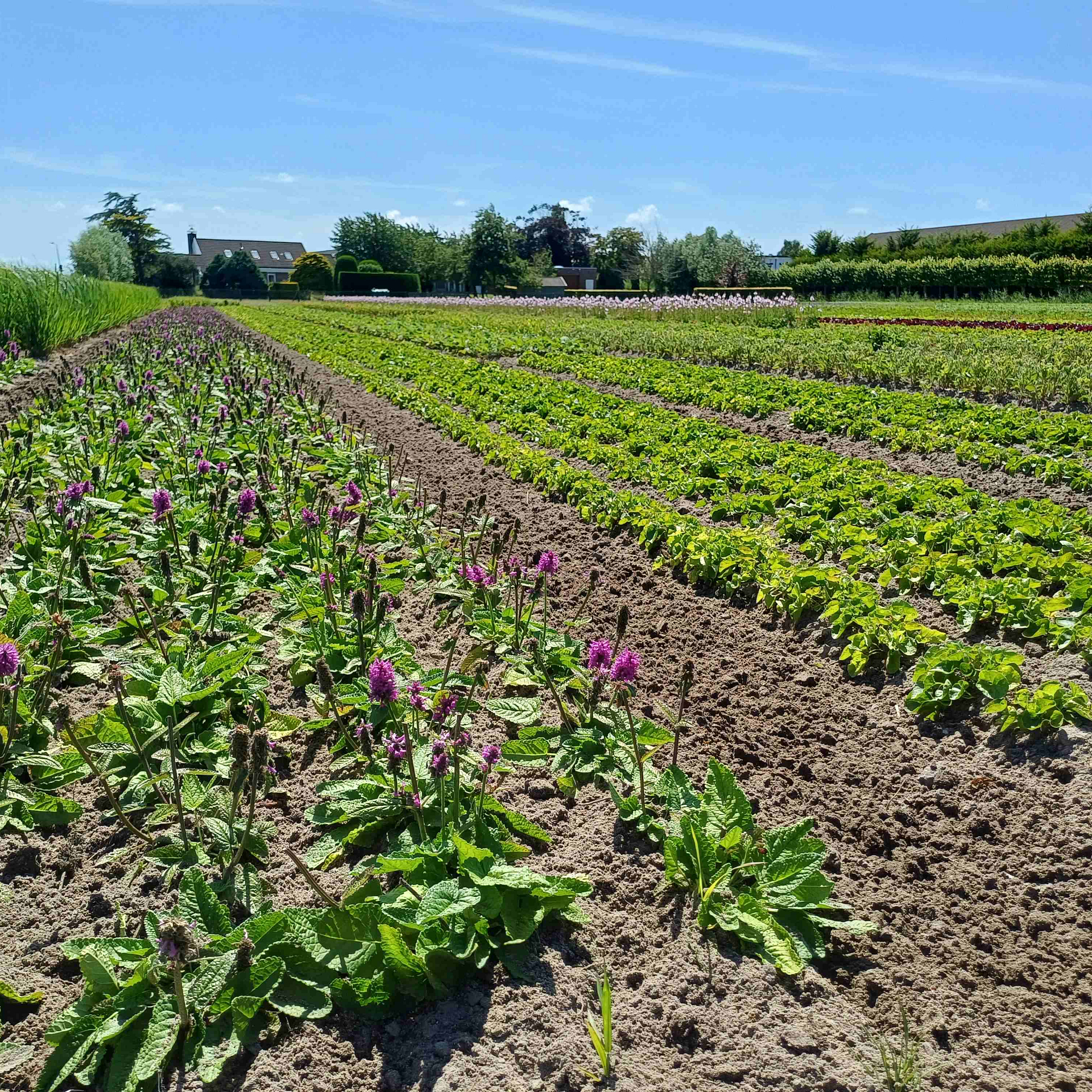 Bollenstreek In Bedrijf