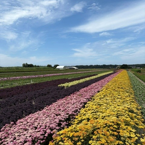 Bollenstreek In Bedrijf