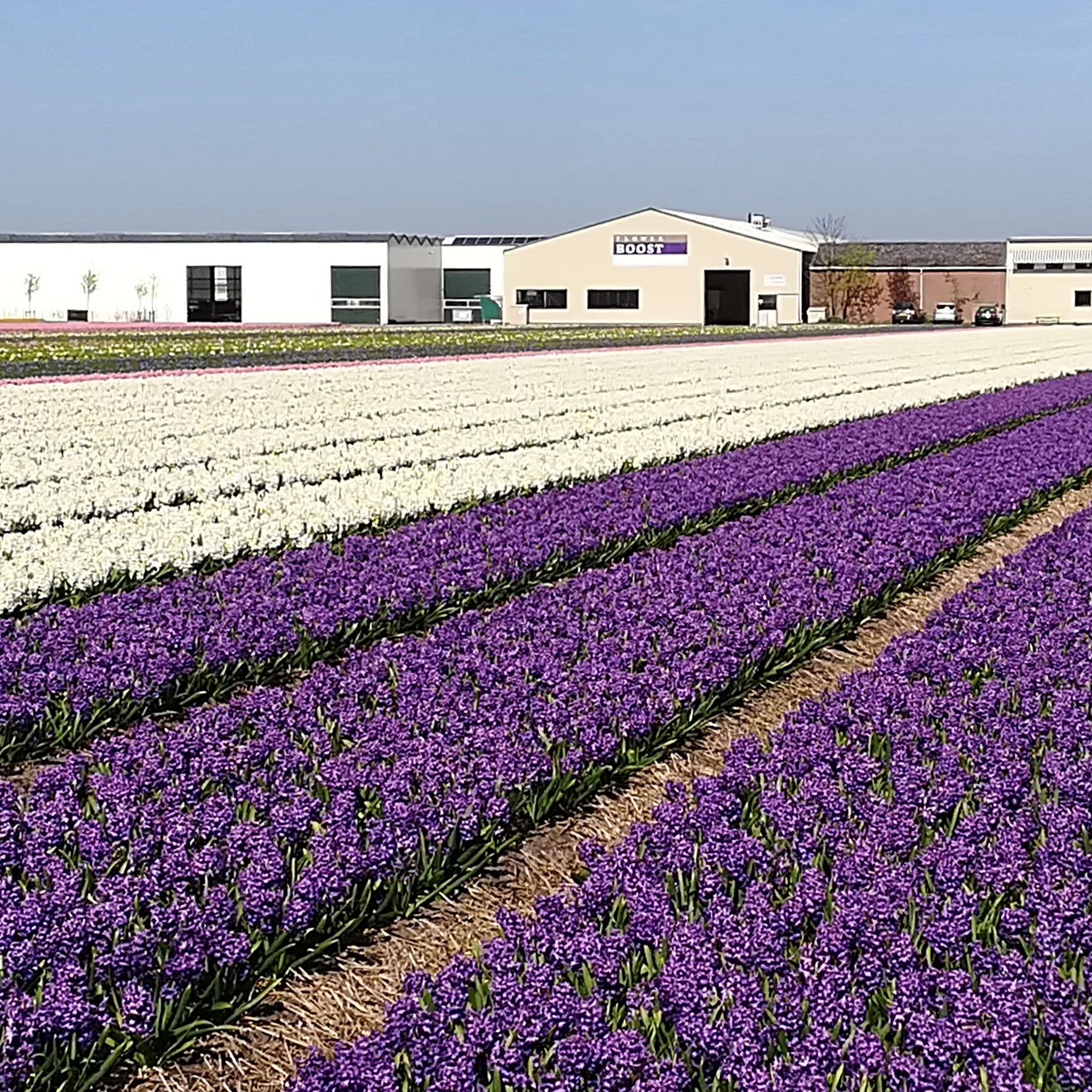 Bollenstreek In Bedrijf