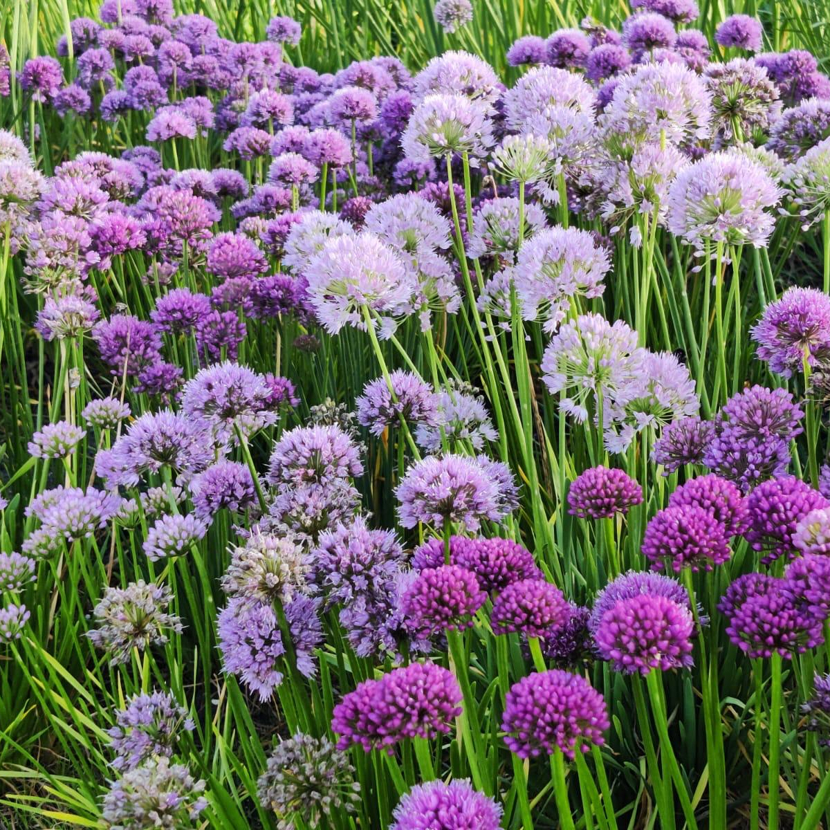 Bollenstreek In Bedrijf