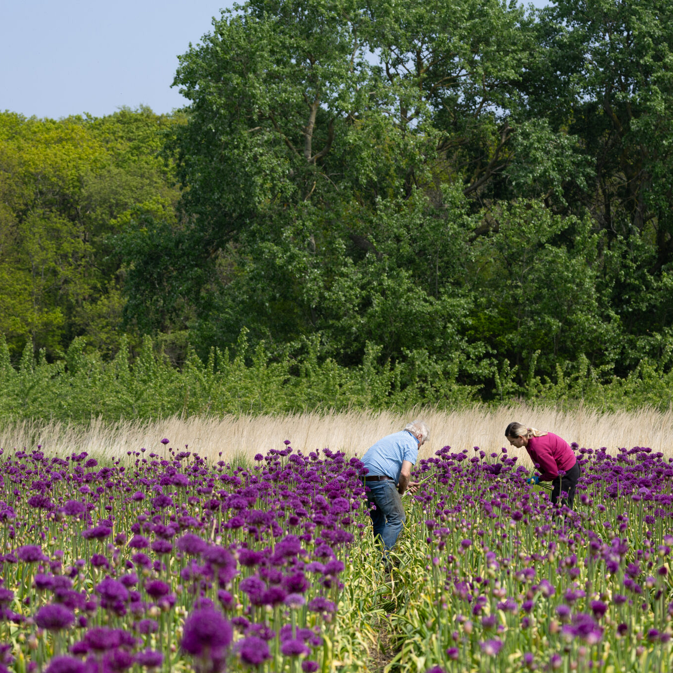 Bollenstreek In Bedrijf