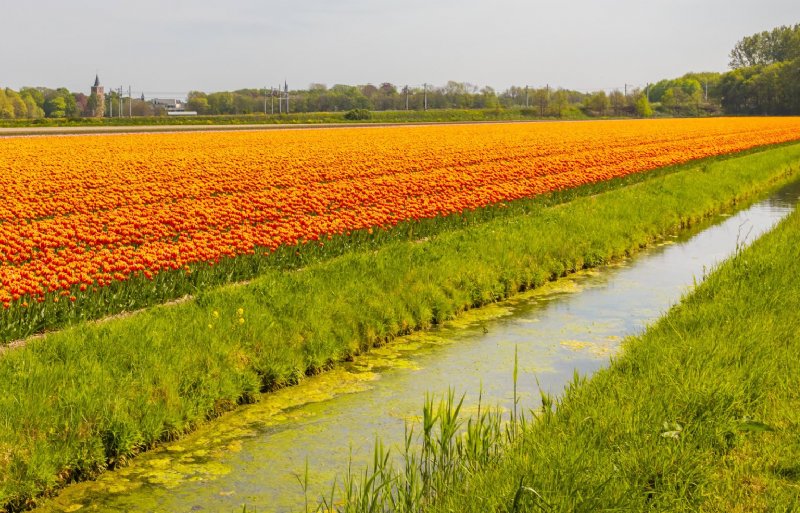 Bollenstreek In Bedrijf