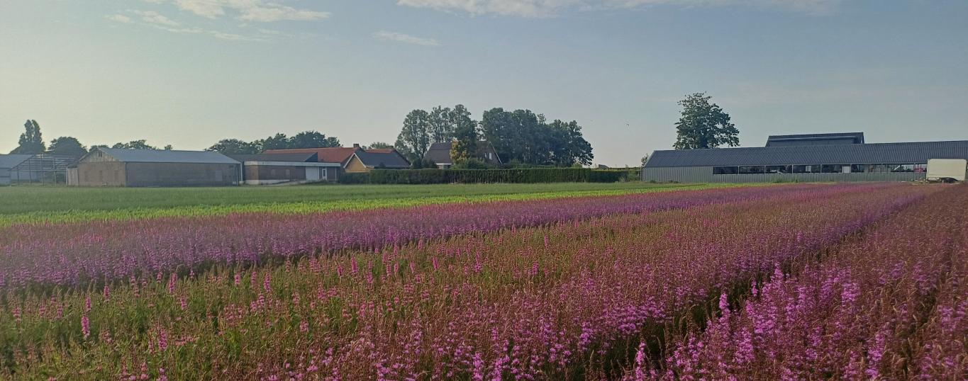 Bollenstreek In Bedrijf